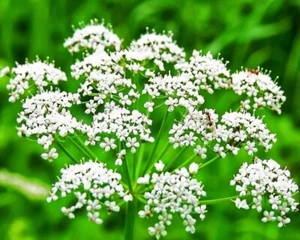 Pimpenella Anisum (Anise/Aniseed) 50 seeds - Picture 1 of 1