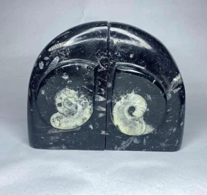 ORTHOCERAS And Goniatite Amonite Fossil Large Bookend  Devonian Morocco 150mm - Picture 1 of 4