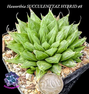 #8 Haworthia SUCCULENTTAZ HYBRID unique mature succulent Gasteria Aloe family - Picture 1 of 5