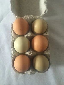 6x fertile Hatching Chicken Eggs Pure And Mixed Breeds - Picture 1 of 5