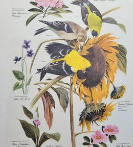 Arthur Singer COMMON GOLDFINCH Males Female Flowers Circa 1940s Print - Picture 1 of 2