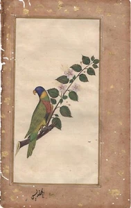 Indian Miniature Parrot, 18th/19th c. manuscript gouache on paper - Picture 1 of 3