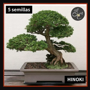 5 Semillas seed graine semi ☘️HINOKI ☘️ bonsai yamadori suculentas coleccion - Imagen 1 de 1