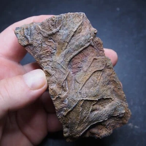 Mahoumacrinus sp. Scyphocrinites elegants Crinoid Devonian Fossil - Picture 1 of 12