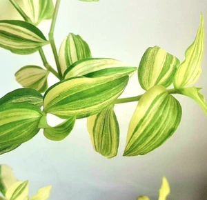 Hängepflanze Fluminensis Aureovariegata Yellow Hill - Tradescantia Variegated - Bild 1 von 10