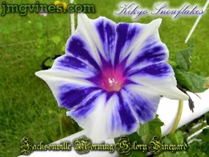 Kikyo Snowflakes Japanese Morning Glory 6 Seeds - Picture 1 of 6