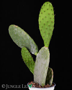 Opuntia ficus-indica (Feigenkaktus) | Kaktusfeige winterharter Kaktus essbar