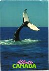 Humpback Whale Exposes Its Tail in Diving, Atlantic Canada Postcard