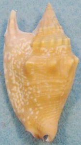 Strombus Bulla 74mm Sarangan Bay, Philippinen 5-10 Meter Korallenriff - Bild 1 von 5