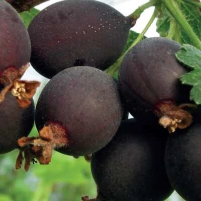 Ribes uva spina Josta 2L - Un ibrido di ribes nero e uva spina - Immagine 1 di 4