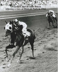 1966 - GRAUSTARK winning a race at Hialeah Park - 8" x 10" - Picture 1 of 1