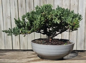 Japanese Dwarf Juniper Bonsai In Unglazed/glazed Ceramic Pot - Picture 1 of 3