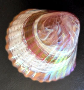 Robert Held Seashell Art Glass Paperweight Pink Orange Cream Iridescent Swirl - Picture 1 of 8