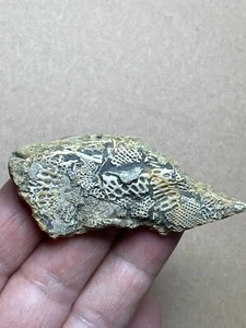 26g Bryozoen Exemplar aus Karbon - Bild 1 von 13