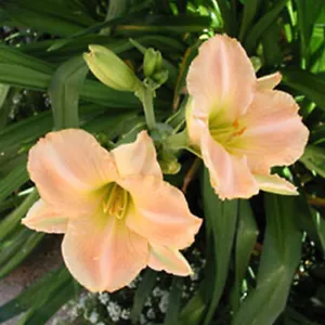Taglilie - Hemerocallis Aprikose im Staudenbeet - Bild 1 von 1