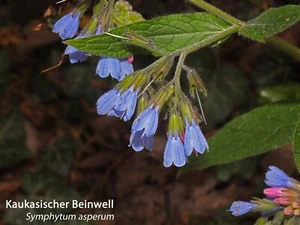 Beinwellstaude winterhart pflanzen - Bild 1 von 3