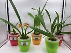 3+ Live Premium Orchids  (Cattleya+Oncidium+Dendrobium) + 3 Easy Watering Pots