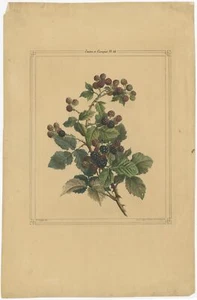 Antique Print of a Blackberry Bush by Langle (c.1843) - Picture 1 of 1