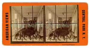 New York City NYC - CENTRAL PARK MENAGERIE ZOO TAXIDERMY - c1870s Stereoview - Picture 1 of 2