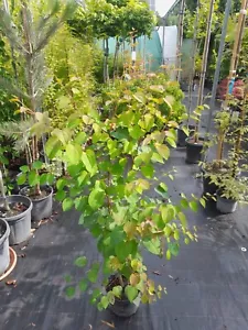 Cercidiphyllum japonicum, Lebkuchenbaum 140-160cm, Katsurabaum - Bild 1 von 5