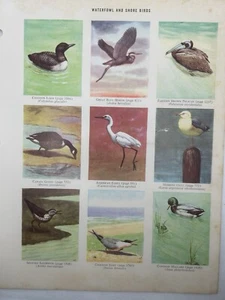 Vintage Color Birds 1956 Waterfowl & Shorebirds Print from Dictionary - Framable - Picture 1 of 4