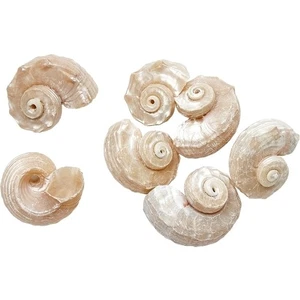 25 Angaria Delphinus Pearled Seashells Beach Decor Crafts 1.25-1.75" (Set of 25) - Picture 1 of 1