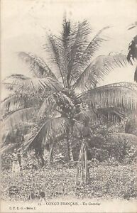 CONGO BRAZZAVILLE (AEF) Un cocotier -  52786