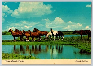 Postcard Continental - Outer Banks Ponies Ocracoke - Picture 1 of 2