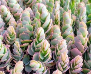 400 Semillas Kalanchoe Marnieriana - Imagen 1 de 2