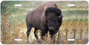 Bison Buffalo Grazing License Plate Auto car Bike Motorcycle Wall Sign gift - Picture 1 of 4