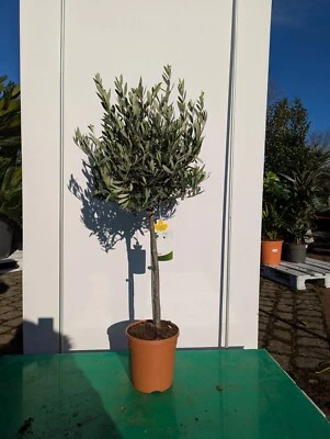 Olea europaea 110-130 cm ulivo tronco alto pianta mediterranea resistente all'inverno - Immagine 1 di 4