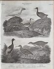 1809 Dated Antique Bird Print Ornithology Water Land Rail Trumpeter Sheath Bill