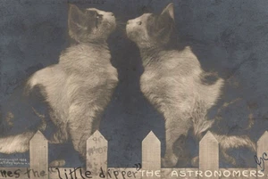 1906 super süß Die Astronomen 2 Katzen schauen auf den Himmel Zaun RPPC Rotograph Co - Bild 1 von 3