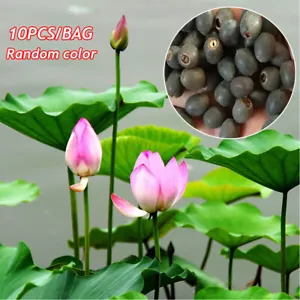 10PCS Water Lily Se-eds Hydroponic Plants Lotus Potted Plants Lotus Flower - Picture 1 of 20