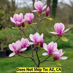 Ann Magnolia Tree in 1 Gal Pot Flowering Tree for Garden Outdoor Plant Zone 4-8 - Picture 1 of 4