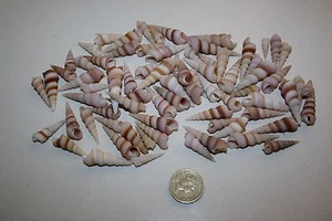 'Turm' Muscheln Lot - Bild 1 von 3
