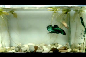 Green alien betta pair already matched male and female UK seller