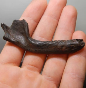 FOSSIL FLORIDA RACCOON DARK MINERALIZATION JAW MANDIBLE ICE AGE SKULL BONE - Picture 1 of 3