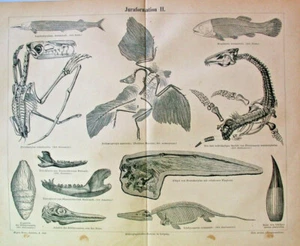 1896 Antique JURA FOSSILS GEOLOGY SCIENCE Art Print Lithograph Chromatography 2 - Picture 1 of 1