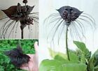 Schwarze Fledermausblume für drinnen groß bildet Ableger Zimmerpflanze Samen Set