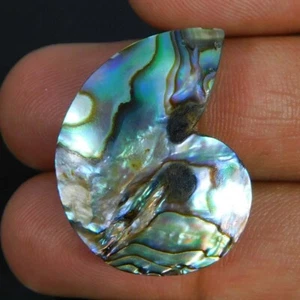 Großhandel 31,90 Cts. Natürliche einzigartige Paua Abalone Muschel Ammonit Fo... - Bild 1 von 3
