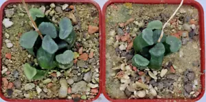 Kakteen – Kaktus – Haworthia maughanii - 1 Pflanze - Bild 1 von 3