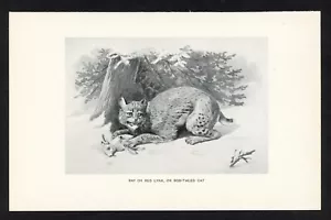 Lince, Bob-Tailed Cat, illustrazione animale gioco americano, stampa caccia 1898 - Foto 1 di 3