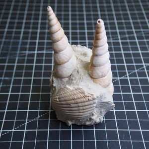 Turritella Gastropod Bivalve Composite Fossil Miocene France T4 - Picture 1 of 15