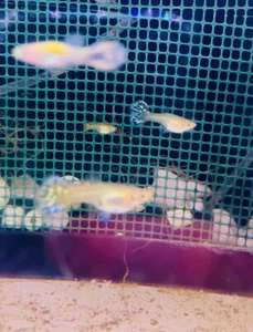 Guppy Mix Sospese Spedizioni Per L’inverno Riprenderanno a Fine Aprile - Foto 1 di 3