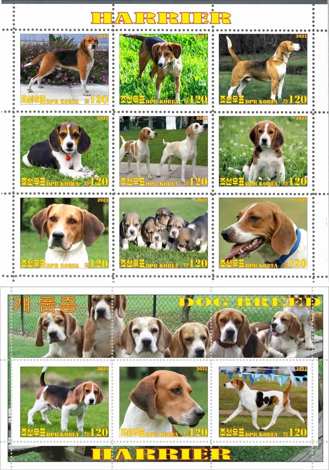 Stamp sheet+block Harrier 2021 Korea issue Dogs - Image 1 of 1