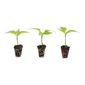 Jalapeno Pepper Plug, 3 cu. in., Live Plants (3-Pack) - Picture 1 of 8
