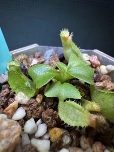Nepenthes Truncata Red - Picture 1 of 1