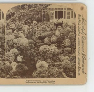 Chrysanthemums 500 Varieties Floral Genre Underwood Stereoview - Picture 1 of 2