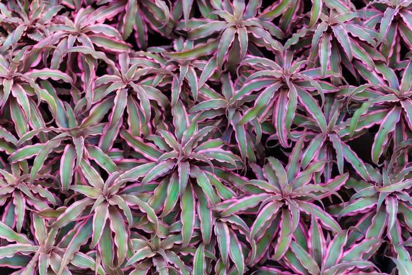 SAMEN Exot Pflanzen Samen exotische Saatgut Ziergras rote Bromelie - Bild 1 von 1